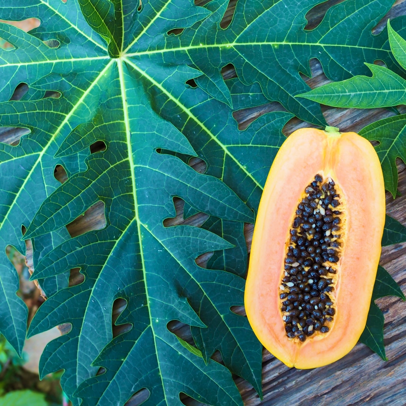 Benefits of Papaya Leaves and Their Uses: Health Advantages
